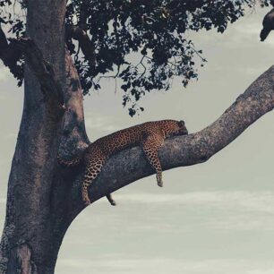 Maasai Mara