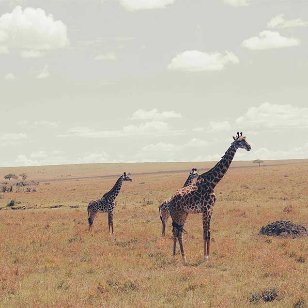 Giraffes