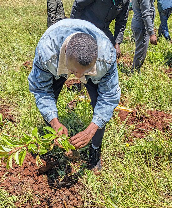 Man Planting a tree